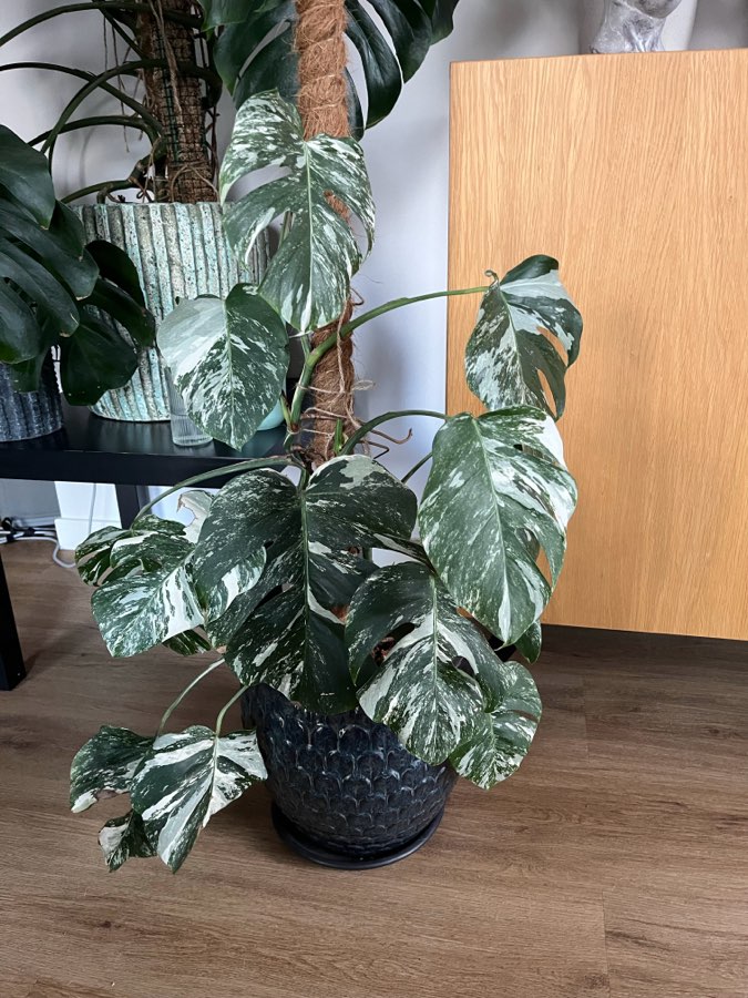 Monstera Variegata 3