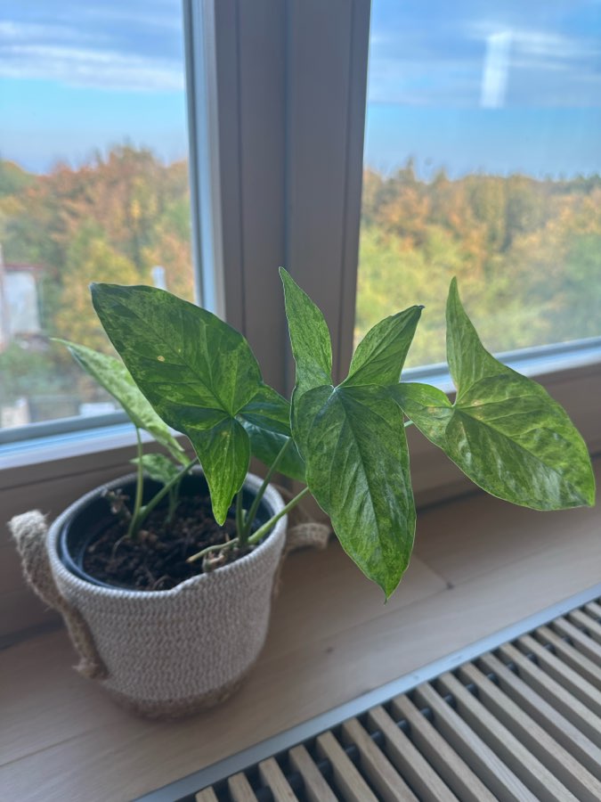 Syngonium Mottled Mojito 2