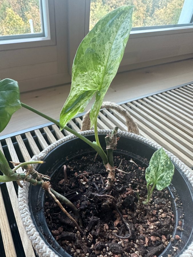 Syngonium Mottled Mojito 3