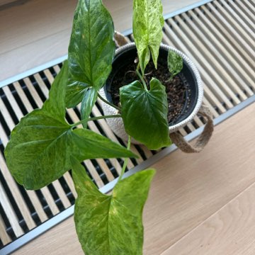 Syngonium Mottled Mojito