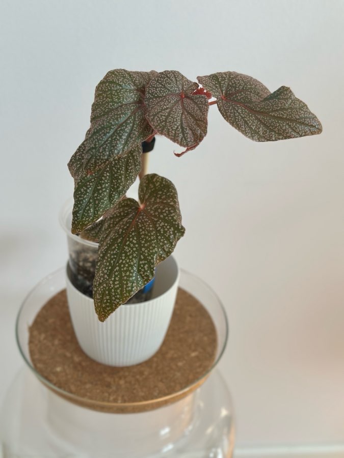 Begonia U062 2
