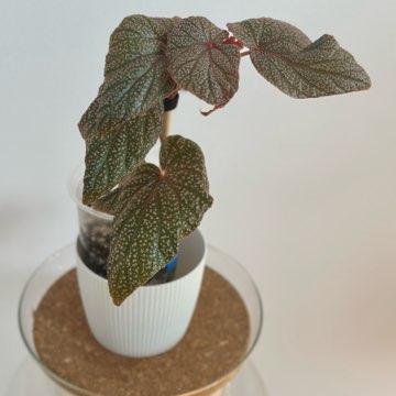Begonia U062