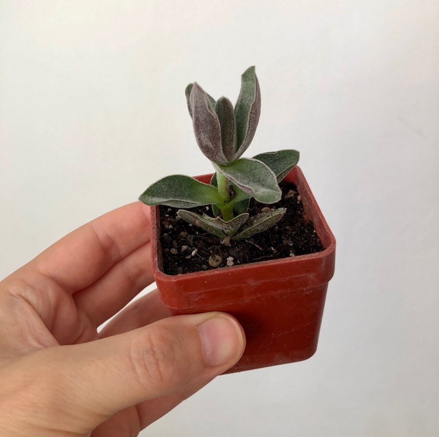 Crassula Garnet Lotus 4