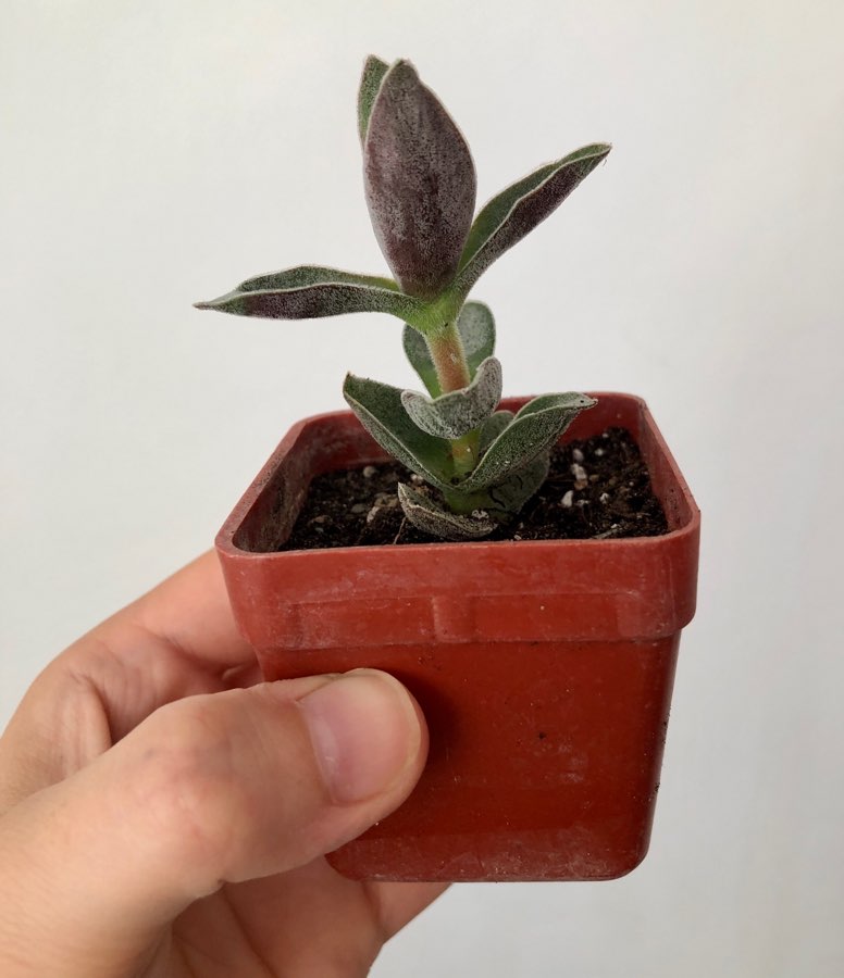 Crassula Garnet Lotus 2