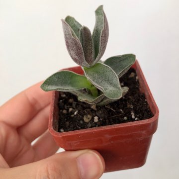 Crassula Garnet Lotus