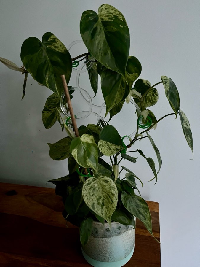 Philodendron Hederaceum Variegata 2