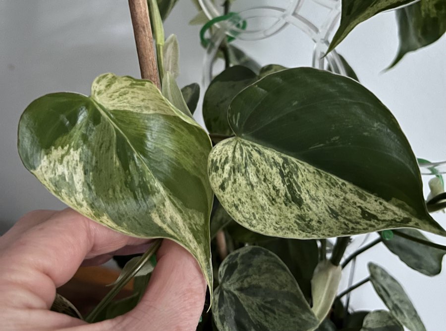 Philodendron Hederaceum Variegata