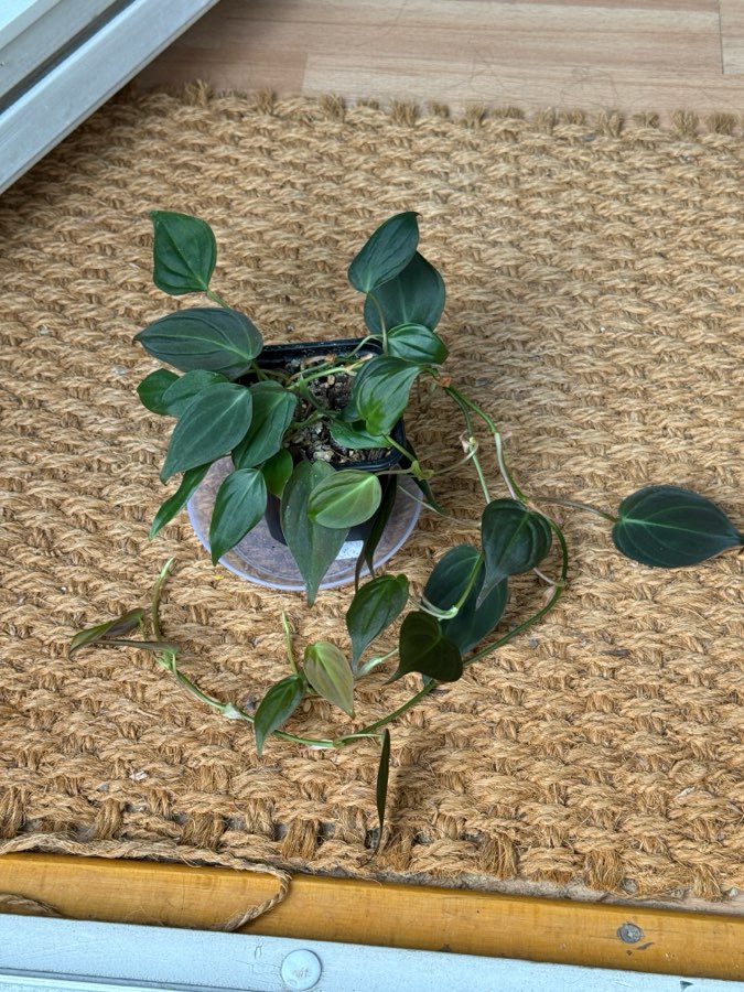 philodendron scandens micans 2