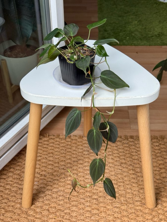 philodendron scandens micans 3