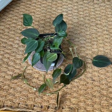 philodendron scandens micans