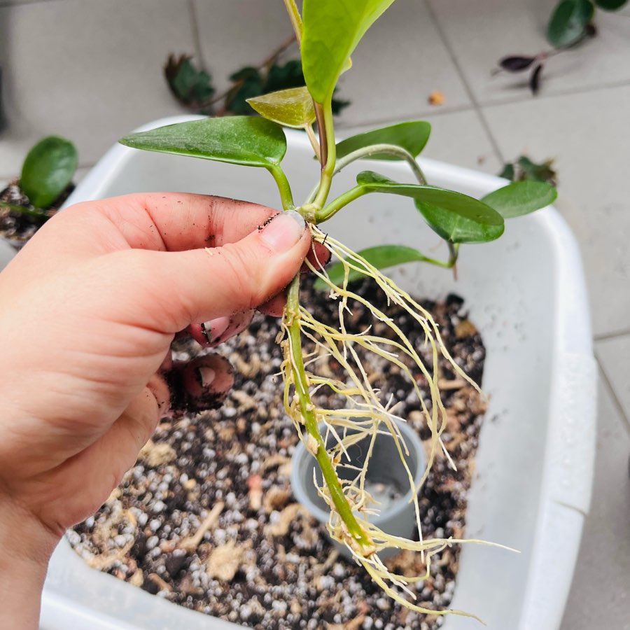 Hoya australis 3