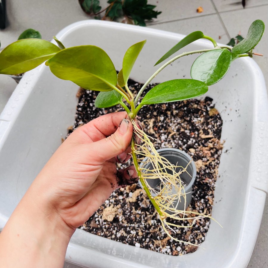 Hoya australis 2