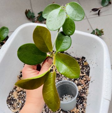 Hoya australis