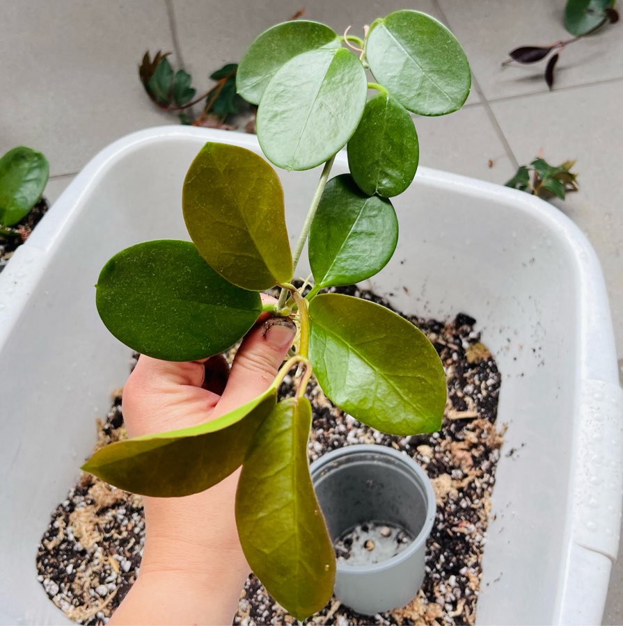 Hoya australis