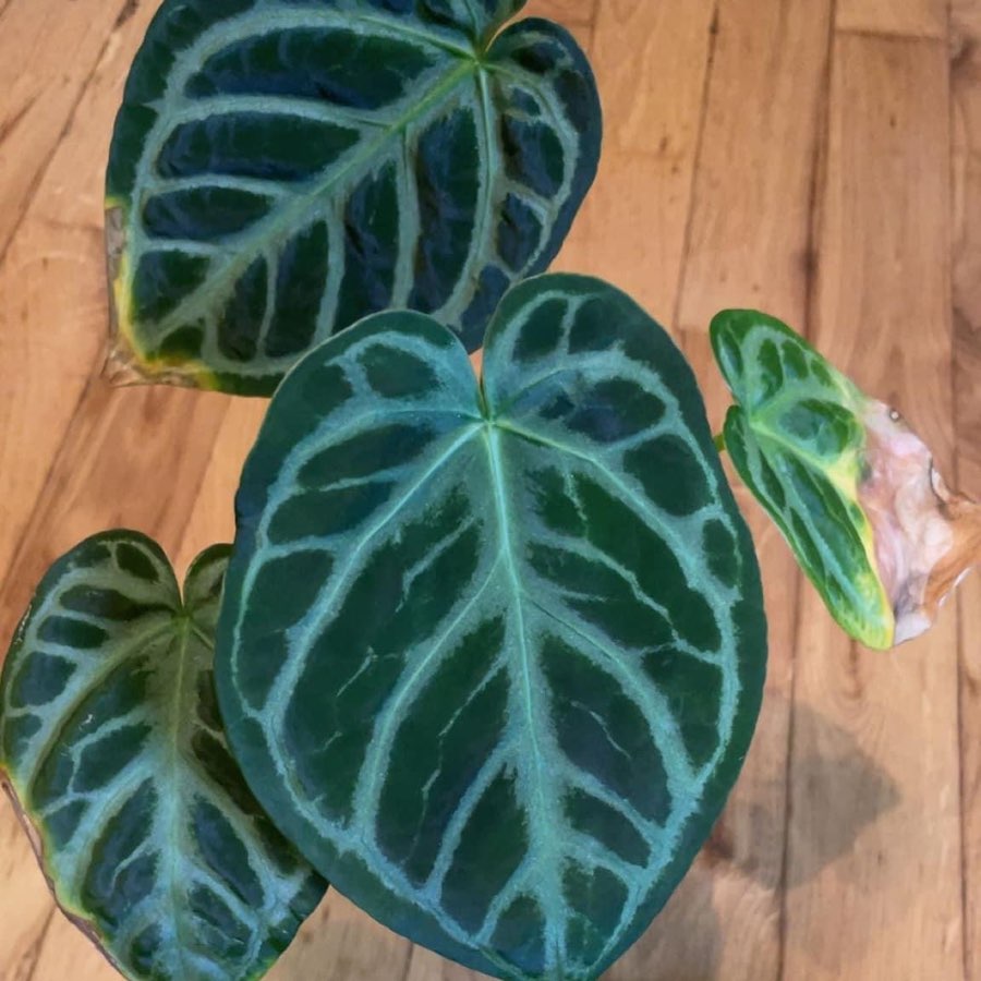 Anthurium Crystalineum x Papilaminum