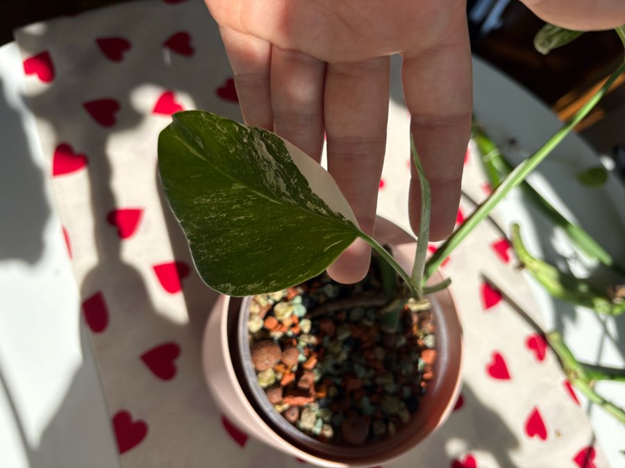 Monstera Deliciosa Variegata hydroponika 3