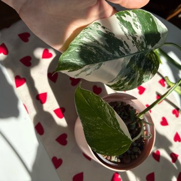 Monstera Deliciosa Variegata hydroponika