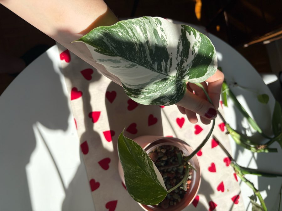Monstera Deliciosa Variegata hydroponika 2