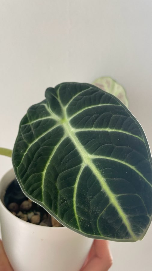 Alocasia Ninja 2