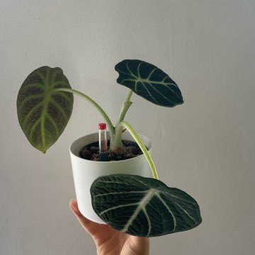 Alocasia Ninja