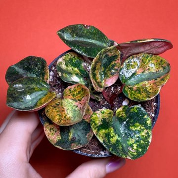 Peperomia Creme Brulee