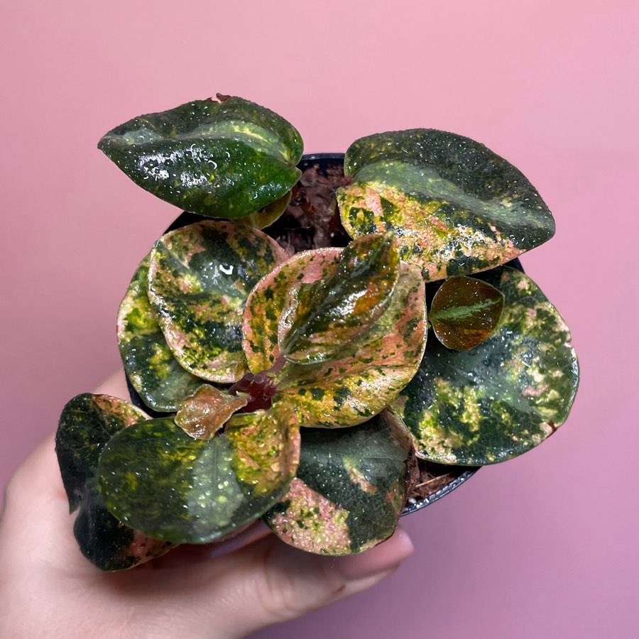 Peperomia Creme Brulee