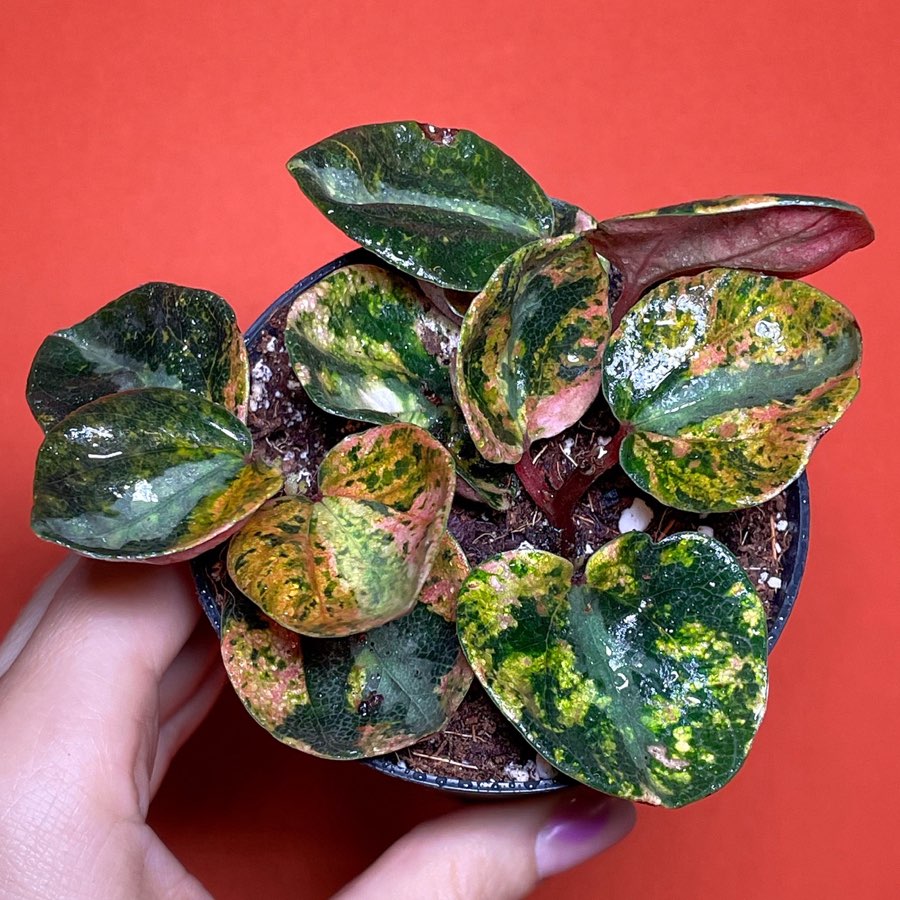 Peperomia Creme Brulee