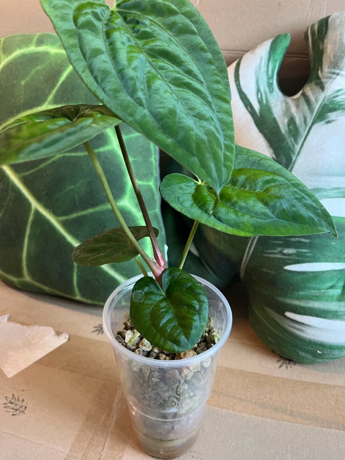 Anthurium Dark Phoenix x Papi Elongated 4