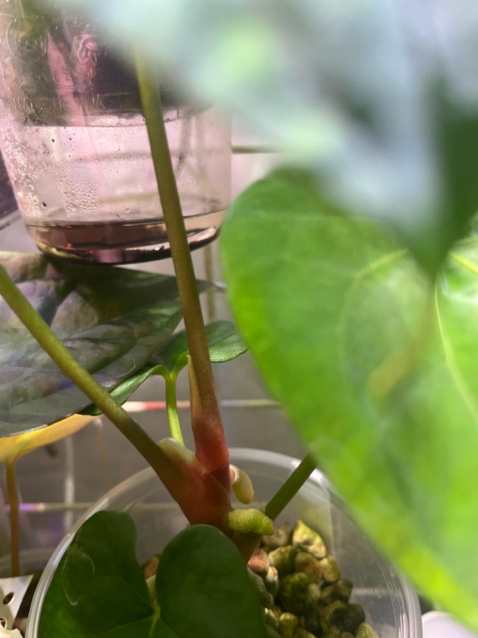 Anthurium Dark Phoenix x Papi Elongated 5