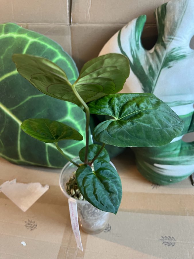 Anthurium Dark Phoenix x Papi Elongated 3