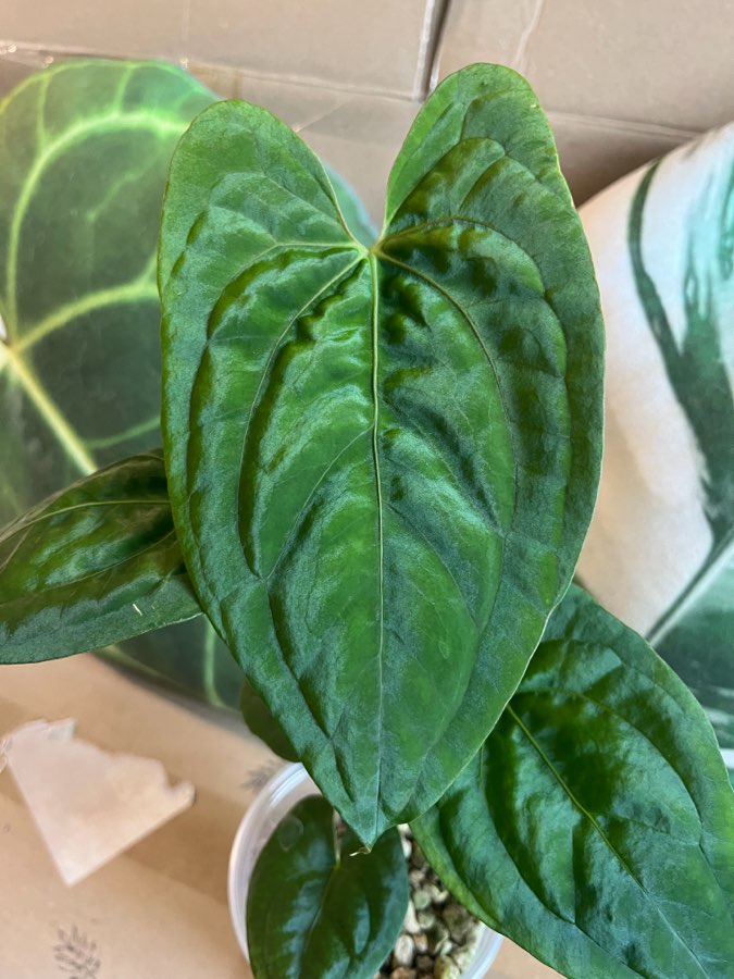 Anthurium Dark Phoenix x Papi Elongated 2