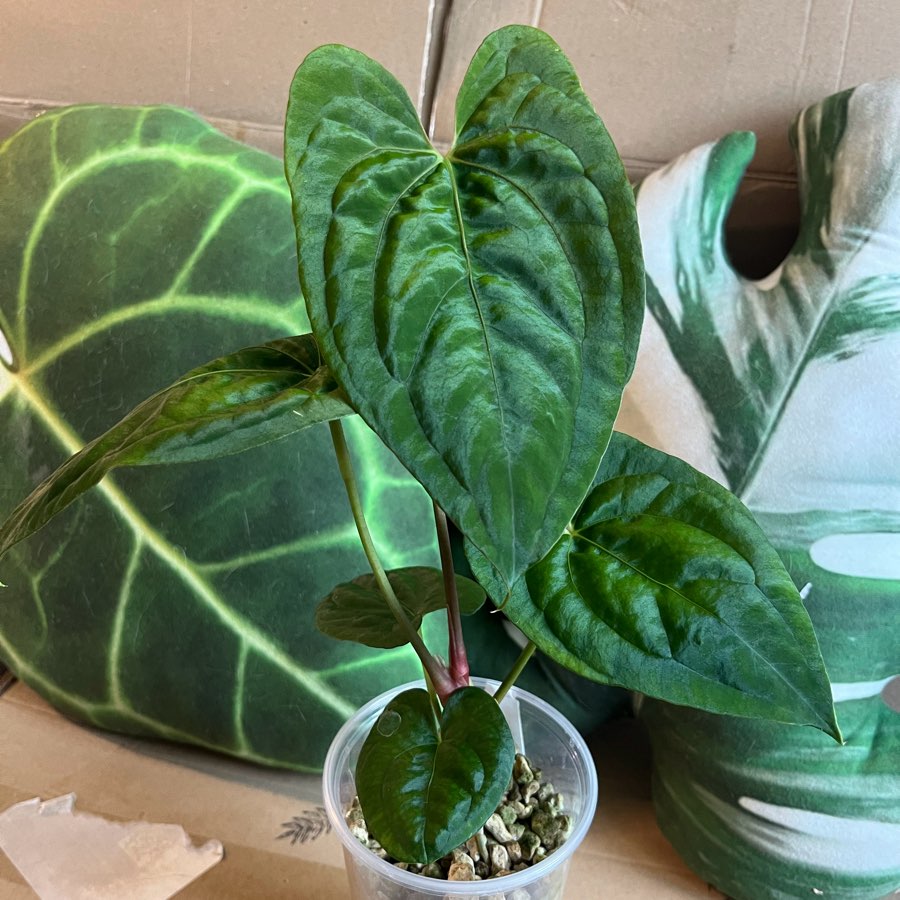 Anthurium Dark Phoenix x Papi Elongated