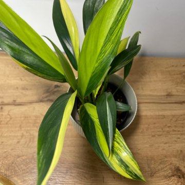 Epipremnum Amplissimum Variegata (Duża roślina)
