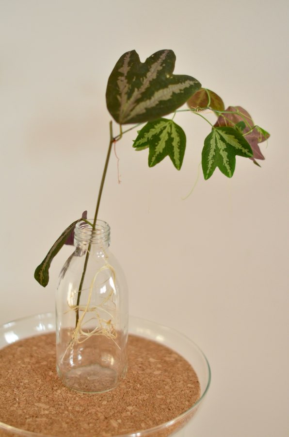 Passiflora trifasciata 2