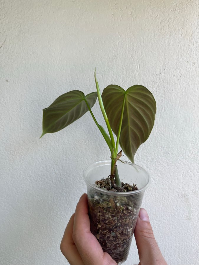 Philodendron splendid 2