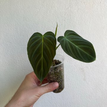 Philodendron splendid