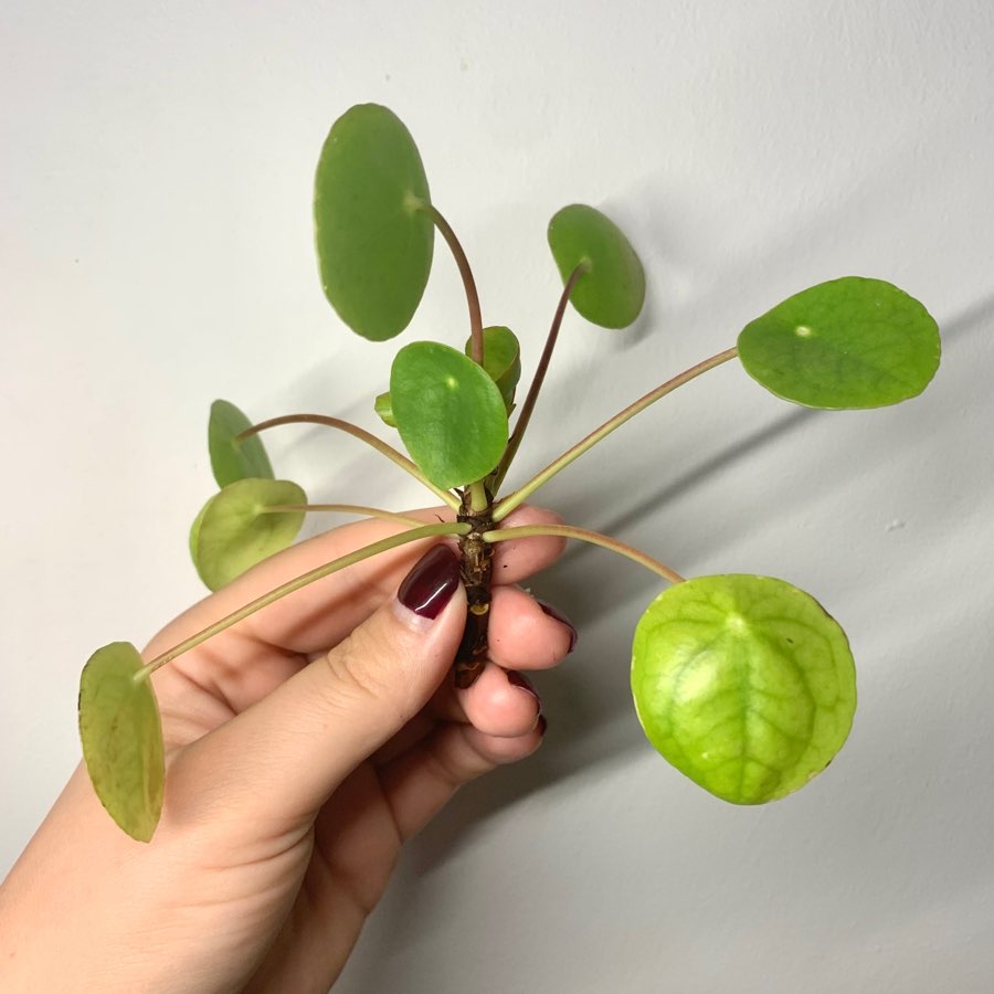 Pilea