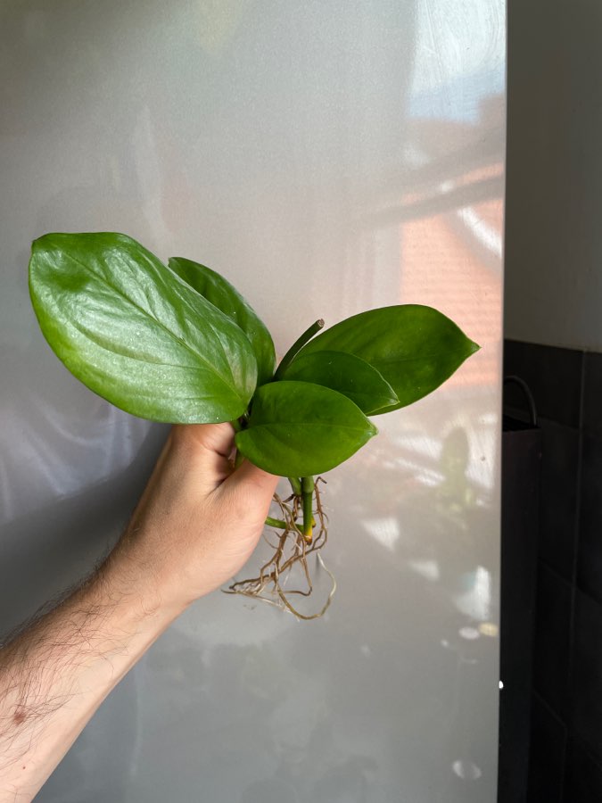 Monstera lechleriana 2