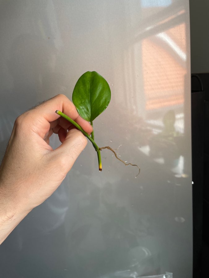 Monstera lechleriana 4