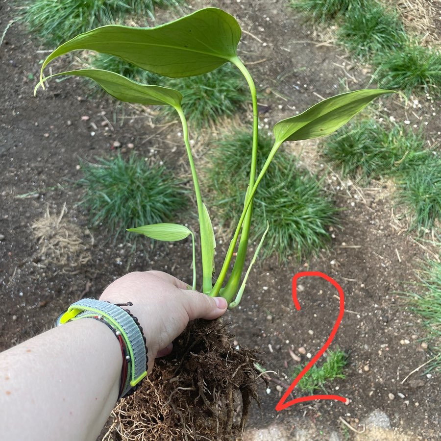 Monstera Burle Marx Flame