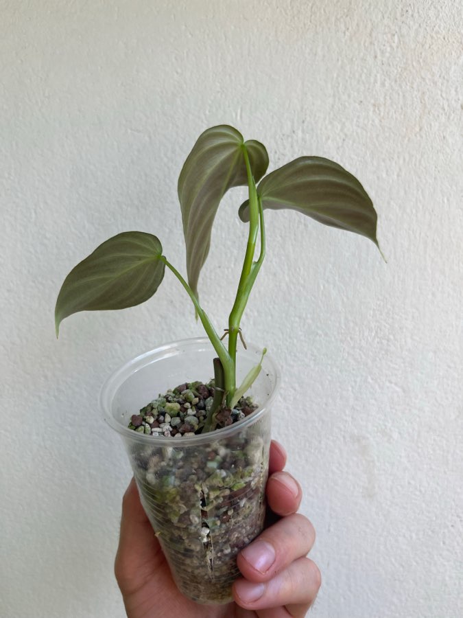 Philodendron splendid 2