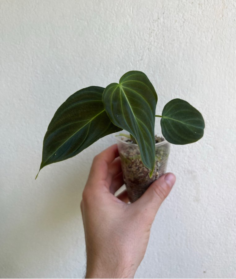 Philodendron splendid
