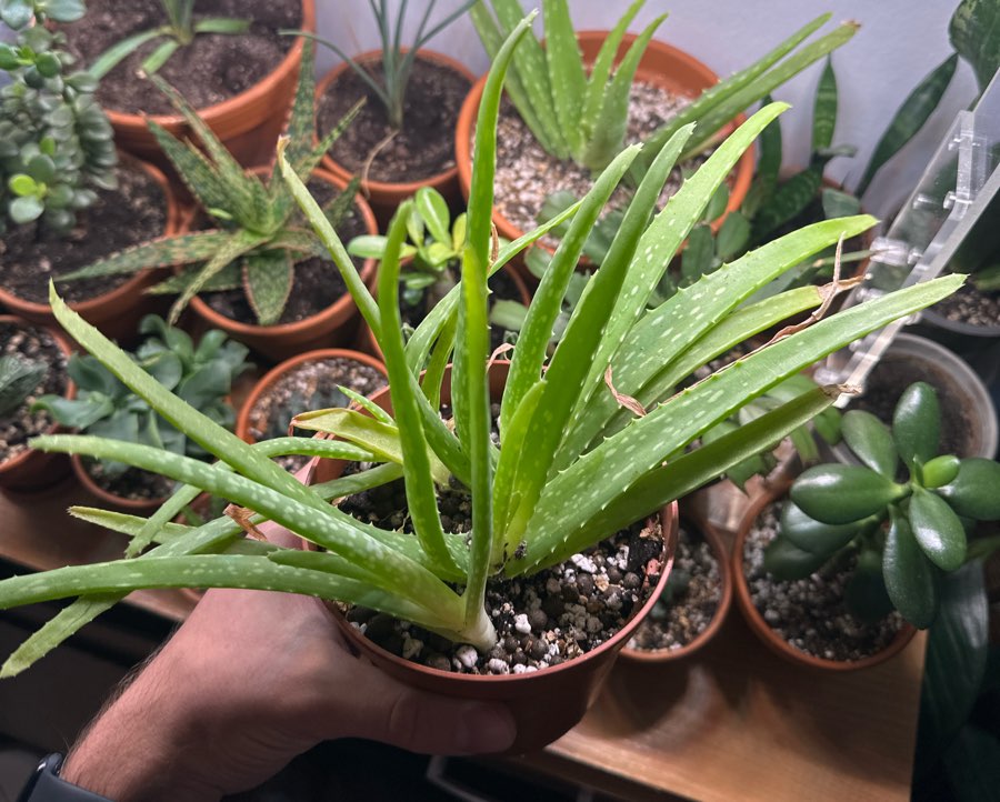 Aloe vera