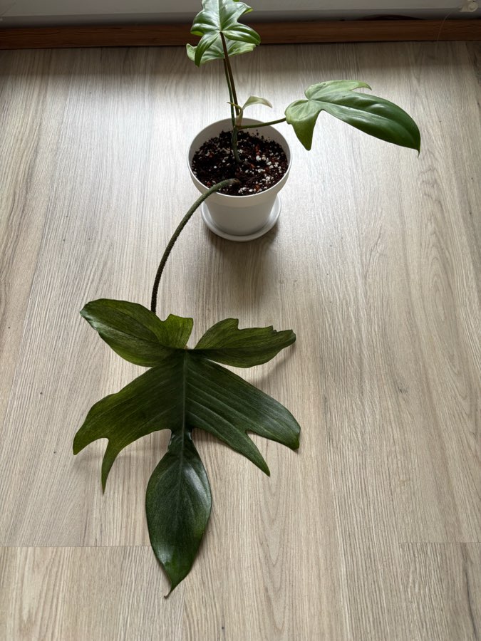 Filodendron  florida 'Ghost' regres 2
