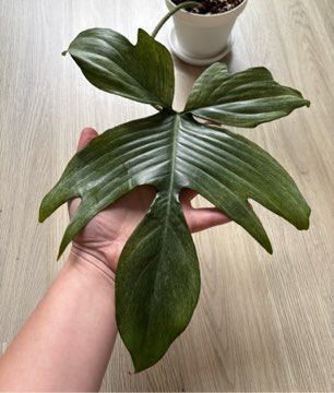 Filodendron  florida 'Ghost' regres