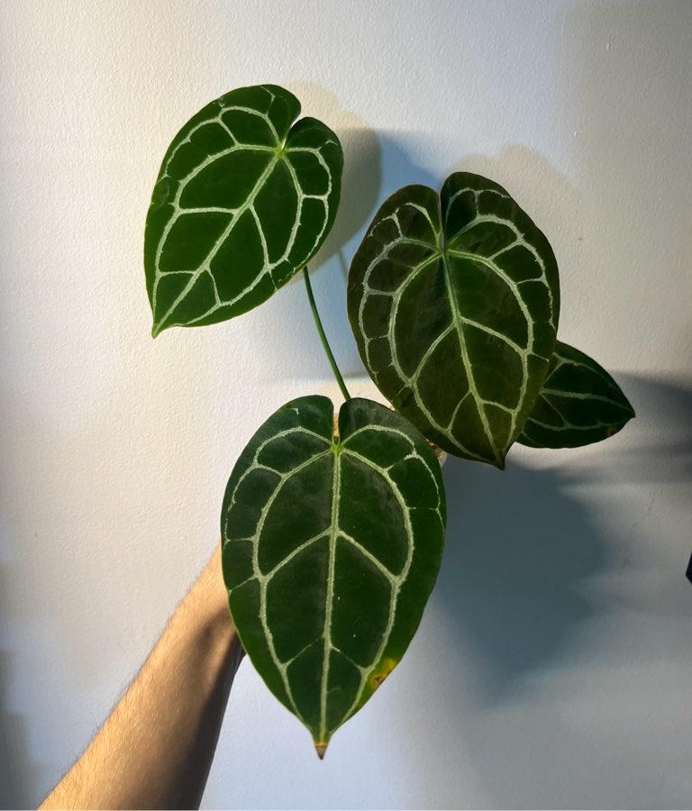Anturium crystallinum x regale