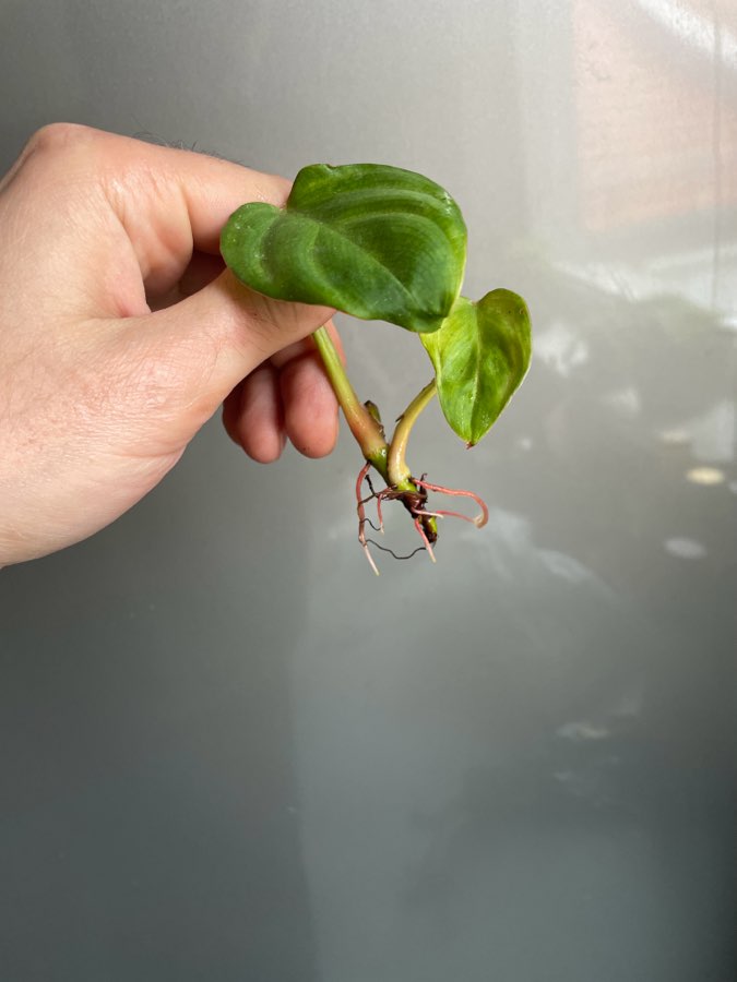 Philodendron fuzzy petiole 3