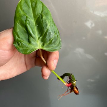 Philodendron fuzzy petiole