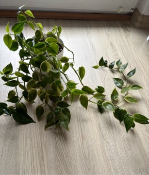 Peperomia pnąca „variegata”