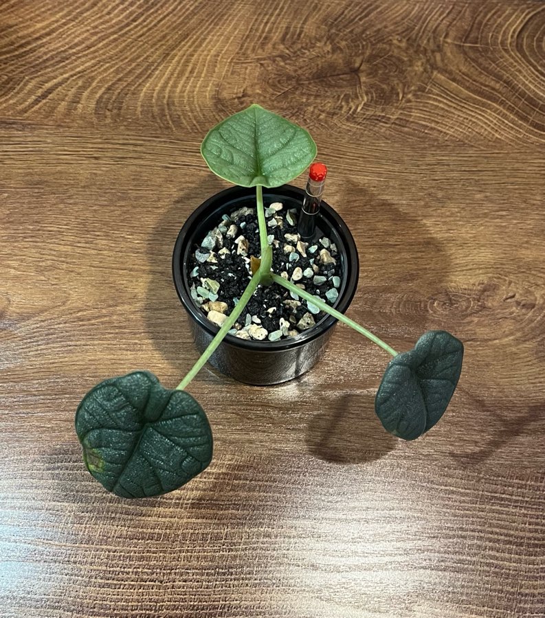 Alocasia Melo 3